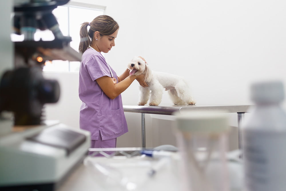 dog getting checkup at vet