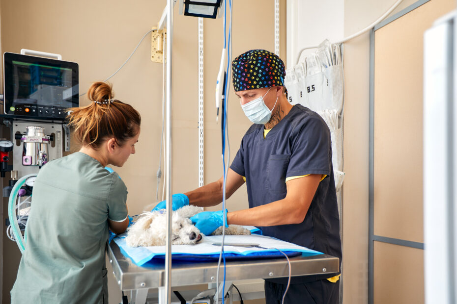 two veterinarians preparing dog for surgery on table at veterinary clinic