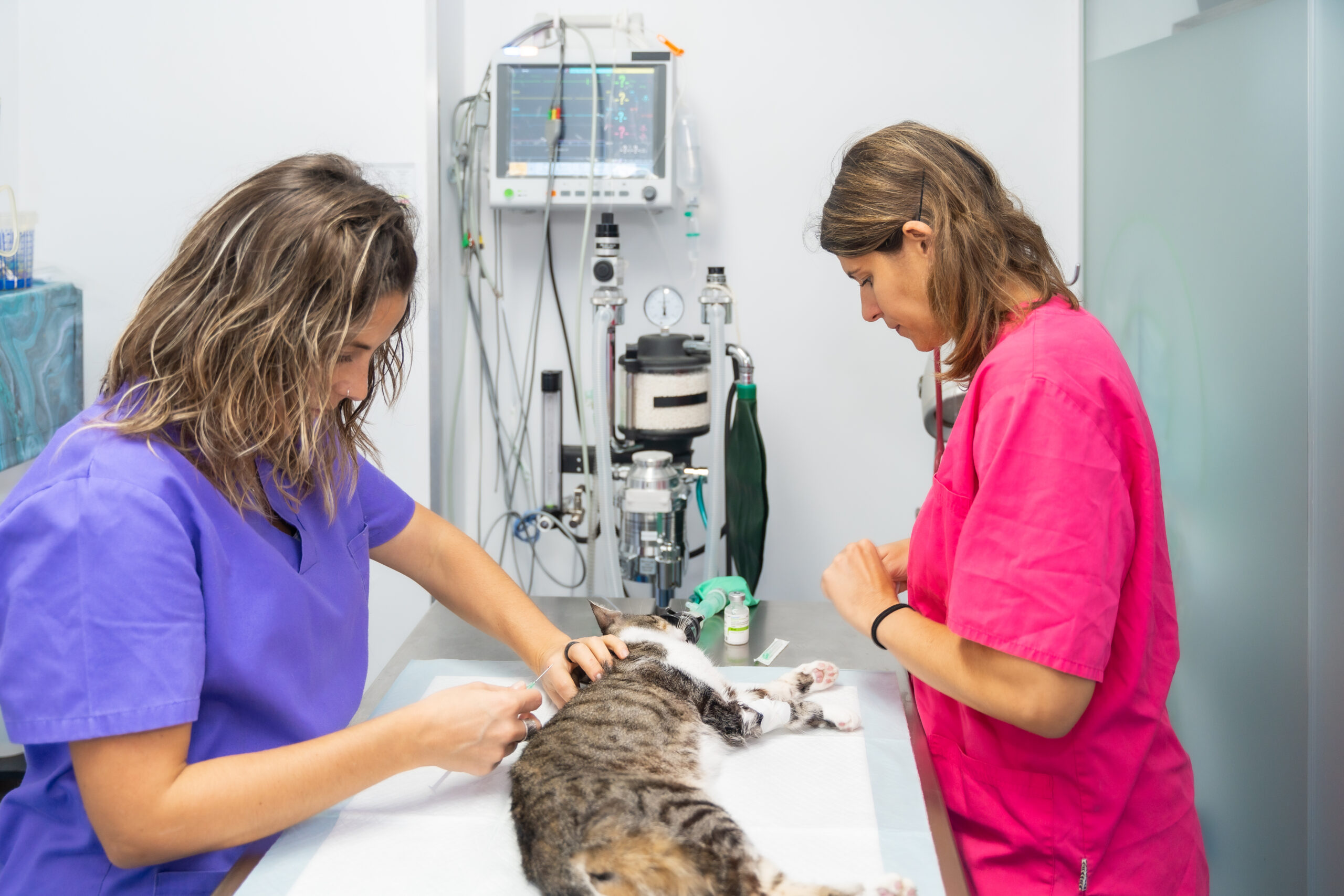 two veterinarians preparing cat for procedure in veterinary clinic